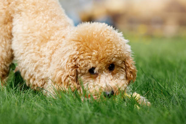 istock A cute puppy poodle is playing and hiding in the grass 1411274130