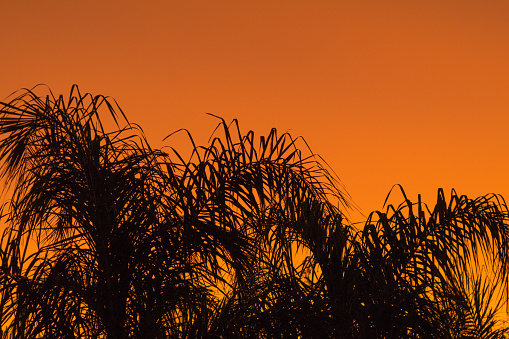 Dubai, United Arab Emirates - Landscaping with date palm trees, is a familiar sight through out the modern Arabian city. Image shows a close-up of a date palm tree with bunches of ripening fruit against a clear blue sky in the morning sunlight. It is a common sight during the date fruit season. Horizontal format; no people.