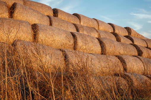 Low angle image - golden bundles of hay in the sunset light, blue summer sky in the background.