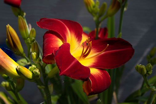 Close up view of red crocosmia