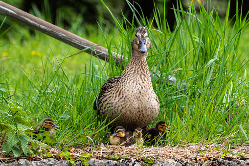 Ducks and ducklings swimming in a lake.