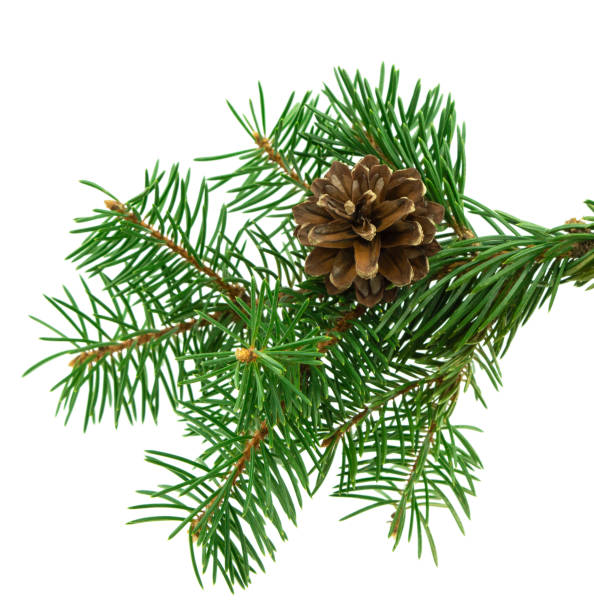 istock Spruce Christmas decor. Spruce with cones, isolated. Christmas winter composition. Forest. Nature. Alternative medicine. 1411275560