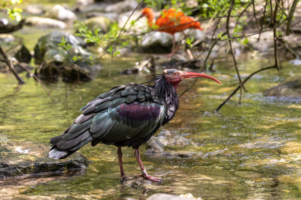istock Northern Bald ibis, Geronticus eremita in a German park 1411275641