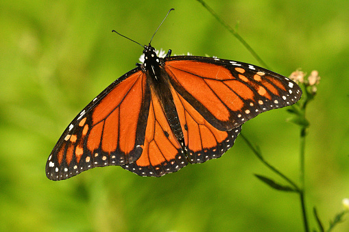 Monarch butterfly on white flower in summer. Dorsal view. The two black ovals in the veins on either side of the lower body proclaim this a male. Taken in a Connecticut pollinator meadow.