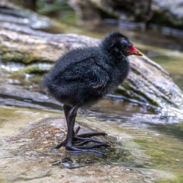 Photo of Little Common moorhen baby, Gallinula chloropus also known as the waterhen