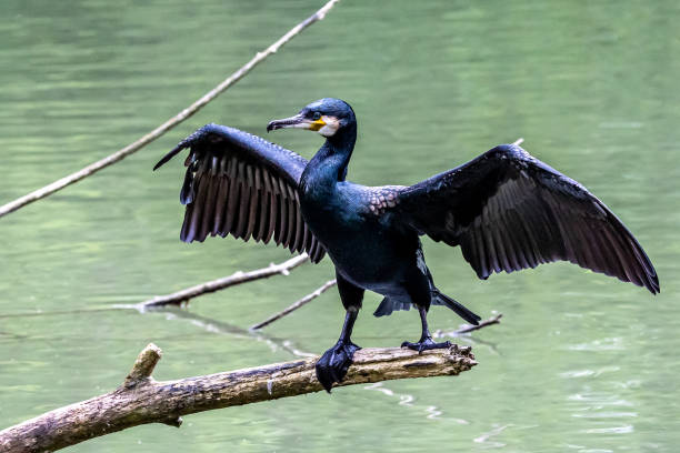 The great cormorant, Phalacrocorax carbo sitting on a branch The great cormorant, Phalacrocorax carbo known as the great black cormorant across the Northern Hemisphere, the black cormorant in Australia and the black shag further south in New Zealand cormorant stock pictures, royalty-free photos & images