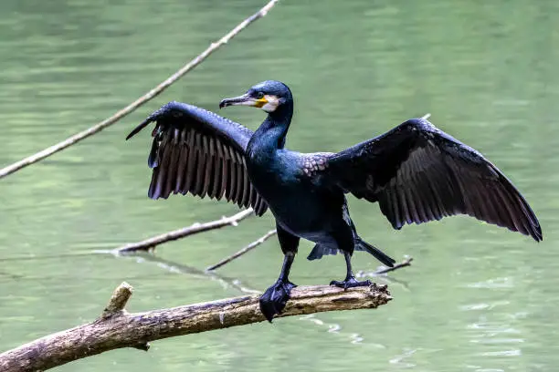 Photo of The great cormorant, Phalacrocorax carbo sitting on a branch