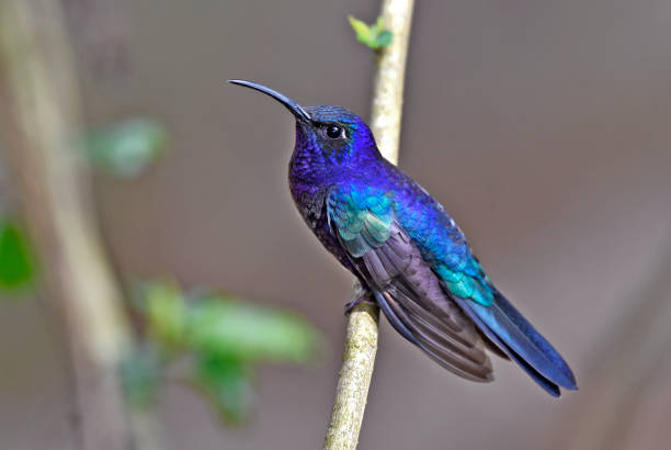 istock Violet Sabrewing hummingbird perching on a branch 1411278136