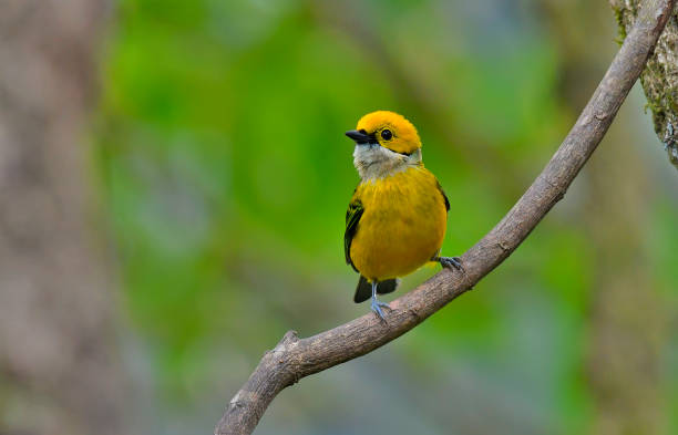 istock Silver throated tanager perching on a branch 1411278186