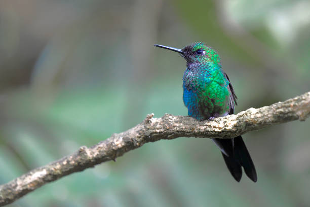 A green-crowned brilliant hummingbird is perching on a branch.  The plumage of the bird is well defined and in good focus.  Individual small feathers can be seen on the bird.  This medium sized hummingbird displays many different colors depending on the angle of the light.  In this case the crown in very evident.  The bird was photographed in high altitude in the rainforest of Costa Rica