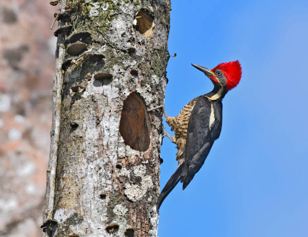 A pileated woodpecker is seen making a nest in a tree trunk.  The woodpecker has a bright red crest on its head.  The bird is the same size as a pigeon.  It is large for a woodpecker.  In this photograph, the wild bird is making a hole in a tree to be used for nesting.  The blue sky can be seen in the background.  This bird is found in the Costa Rica rainforest.