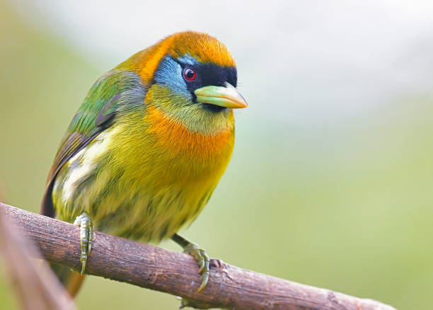 a female red-headed barbet is seen perching on a branch.  The bird is green, yellow, white and orange.  It is small and rarely seen in the wild.  It can be found in the rainforest of Costa Rica.  The bird is very colorful.  The female seen in the photo does not have the same red head as the male bird does.  It does however have red eyes.