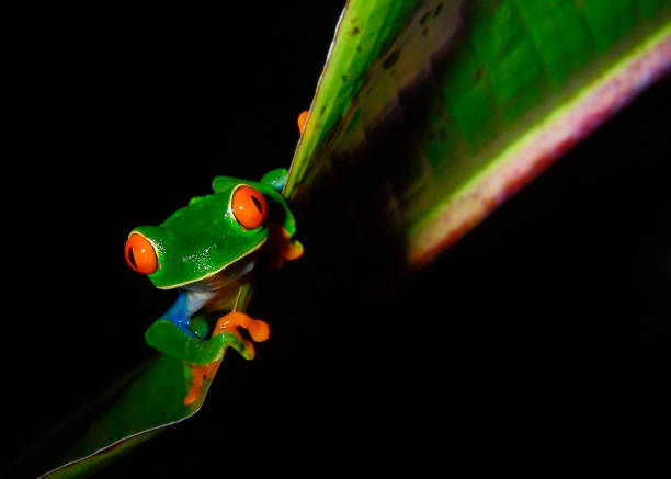 istock Red-eyed tree frog at night on a plant leaf 1411279128