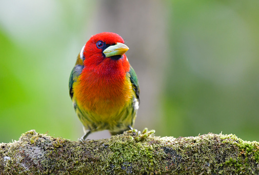 a male red-headed barbet is seen perching on a branch.  The bird is green, yellow, white and red.  It is small and rarely seen in the wild.  It can be found in the rainforest of Costa Rica.  The bird is very colorful.