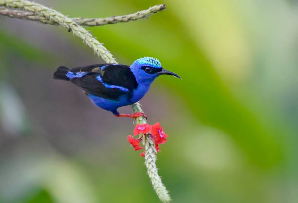 istock red-legged honeycreeper perching after extracting nectar from a flower 1411279180