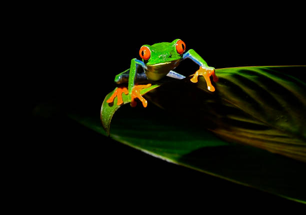 istock Red-eyed tree frog at night on a plant leaf 1411279192