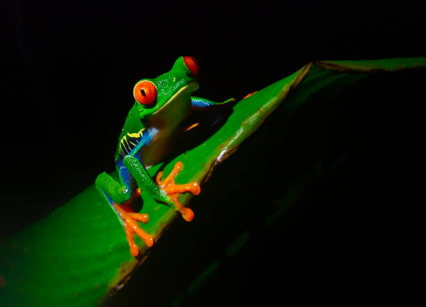 istock Red-eyed tree frog at night on a plant leaf 1411279227