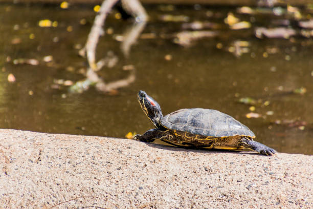 istock Red Eared turtles near a pond 1411279235