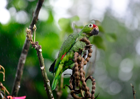 A Crimson-fronted parrot eating from a arbol de pora seed pod in the rain.  A seed is seen falling from its mouth.  The raindrops are seen on the body of the parrot.  The parrot is green and red and is large.  This tropical bird is seen near La Fortuna in Costa Rica.
