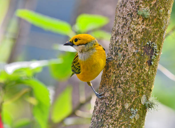 istock Silver throated tanager perching on a branch 1411279569