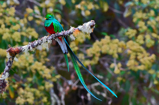 A Resplendent Quetzal is seen perching on a branch in the rain.  The entire bird is showing, including his long tail.  The male Resplendent Quetzal has a long tail during the mating season.  The bird is very colorful with blue, green red, white and yellow colors.  The Resplendent Quetzal is a large bird only seen at high altitude in Central America, including Costa Rica.  The rain is a very fine mist.