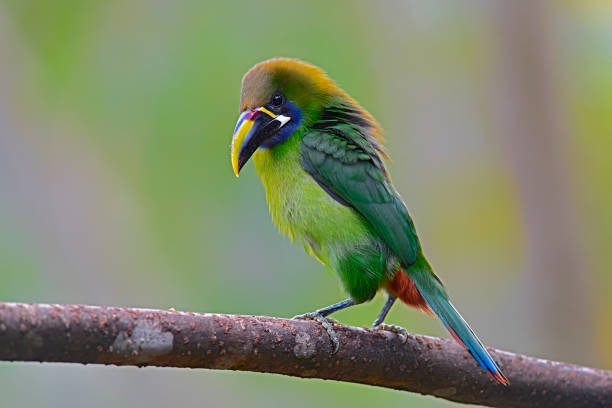 istock Norther Emerald toucanet perching on a  branch 1411279716