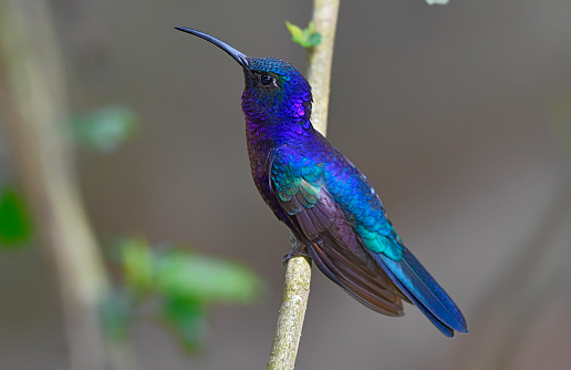 A Violet Sabrewing hummingbird is seen perching on a branch.  The large hummingbird has many shades of blue, purple, black, green and orange colors.  The hummingbird has a curved beak.  The focus on the bird is very sharp and individual feathers can be seen in the photograph.  This photo was taken in the rainforest of Costa Rica.