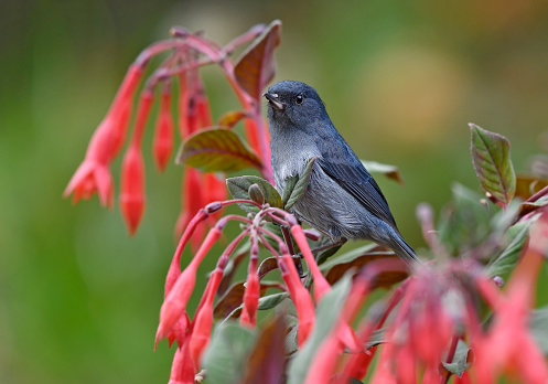 A Slaty flowerpiercer is seen perching on a small flower.  The bird extracts nectar from the flower just like a hummingbird does.  The beak is designed to pierce the flower at the root rather than in the center.  This photograph was taken in the high mountains of Costa Rica.  The background is very colorful and full of leaves and flowers.