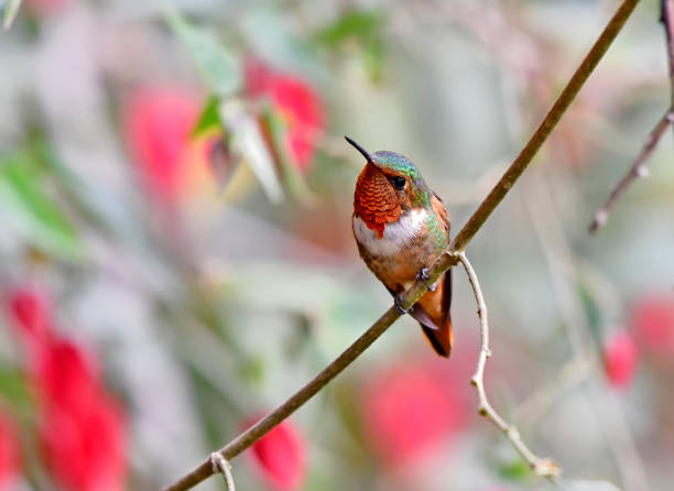 istock Male Scintillant hummingbird perching on a branch 1411279921