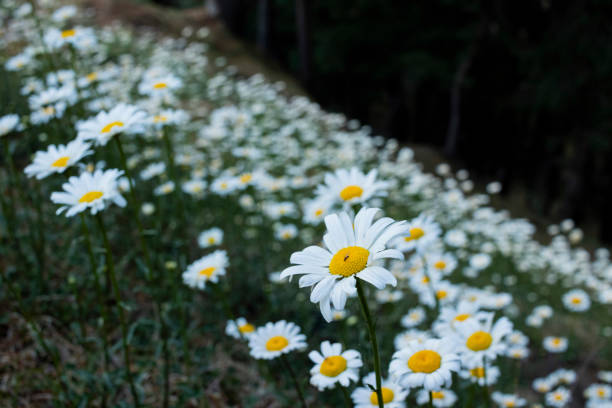 Bellis perennis, the daisy, is a European species of the family Asteraceae, often considered the archetypal species of the name daisy. To distinguish this species from other plants known as daisies, it is sometimes qualified as common daisy, lawn daisy or English daisy
