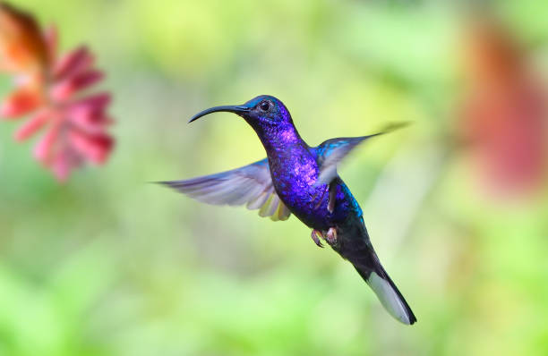 istock Violet Sabrewing hummingbird in mid flight 1411280050