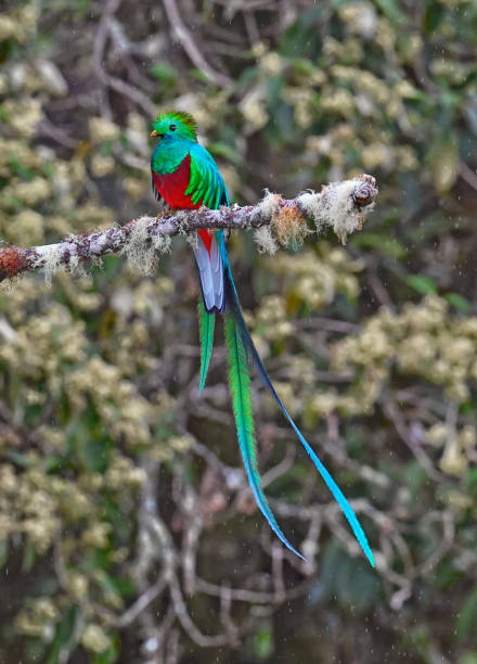 istock Resplendent Quetzal perching on a branch in the rain. 1411280080
