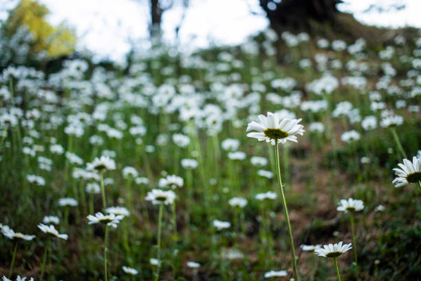 Bellis perennis, the daisy, is a European species of the family Asteraceae, often considered the archetypal species of the name daisy. To distinguish this species from other plants known as daisies, it is sometimes qualified as common daisy, lawn daisy or English daisy