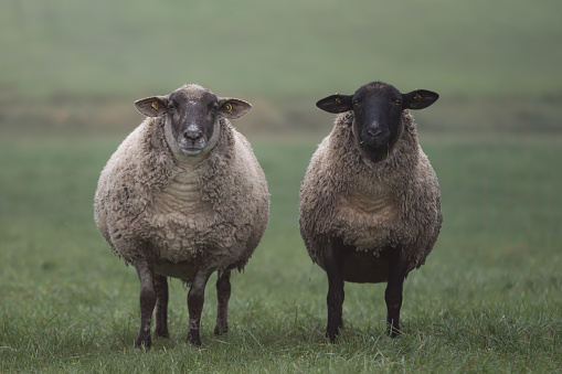Two fat sheep in the pasture on a very cold, foggy, cloudy and wet morning, day in autumn, winter with green background.