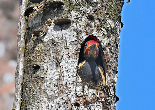 A pileated woodpecker is seen from his nest in a tree trunk.  The woodpecker has a bright red crest on its head.  The bird is the same size as a pigeon.  It is large for a woodpecker.  In this photograph, the wild bird is in a hole in a tree, used for nesting.  The blue sky can be seen in the background.  This bird is found in the Costa Rica rainforest.