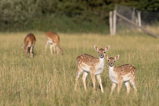 Two young little fawns, deer calves,  stand next to each other in a meadow and look attentively into the camera. More deer graze in the background. Dama dama
