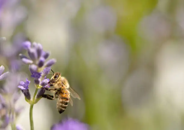 A busy honey bee collects pollen and nectar on a lavender flower in summer, apis