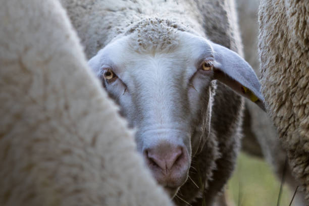A crouched sheep looks out between others, head, close up, portrait A crouched sheep looks out between the bodies of others, head, close up, portrait, sheep flock stock pictures, royalty-free photos & images