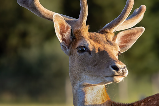 Portrait of old deer with big brown eyes and new growing antlers against dark background, dama dama