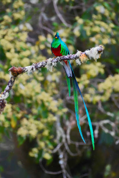 istock Resplendent Quetzal perching on a branch in the rain. 1411280777