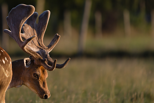 Side portrait of a buck with impressive large antlers in a meadow, close-up, Dama dama