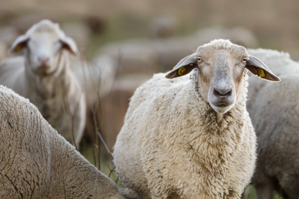 istock Flock of sheep grazing on pasture, looking at camera 1411281119