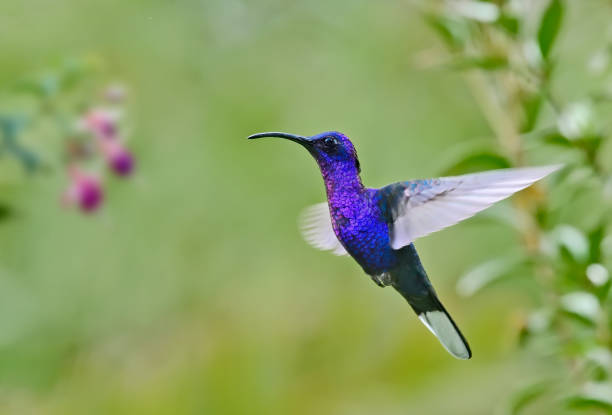 istock Violet Sabrewing hummingbird in mid flight 1411281190