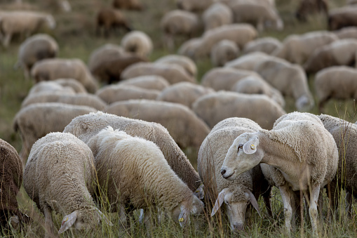 A large flock of sheep grazing in a pasture