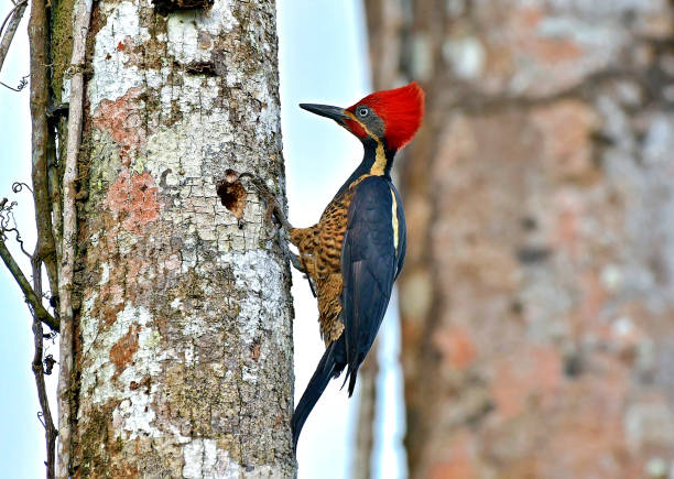 Pileated woodpecker making a nest in a tree trunk A pileated woodpecker is seen making a nest in a tree trunk.  The woodpecker has a bright red crest on its head.  The bird is the same size as a pigeon.  It is large for a woodpecker.  In this photograph, the wild bird is making a hole in a tree to be used for nesting.  The blue sky can be seen in the background.  This bird is found in the Costa Rica rainforest. woodpecker stock pictures, royalty-free photos & images