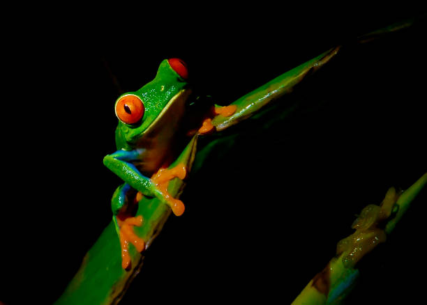 istock Red-eyed tree frog at night on a plant leaf 1411281431