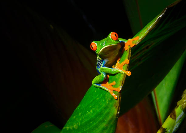 rainette aux yeux rouges la nuit sur une feuille de plante - herpétologie photos et images de collection