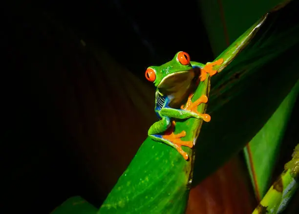 Photo of Red-eyed tree frog at night on a plant leaf