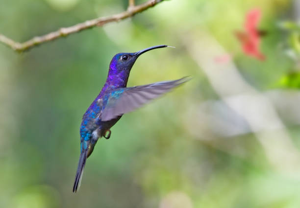 istock Violet Sabrewing hummingbird in mid flight 1411281527