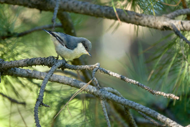 istock Tiny Pygmy nuthatch hunts insects in Mount Falcon Park Morrison Colorado 1411281536